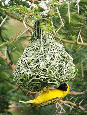 Weaver bird building a nest